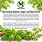 Italian Large Leaf Basil Seeds – Heirloom Non-GMO