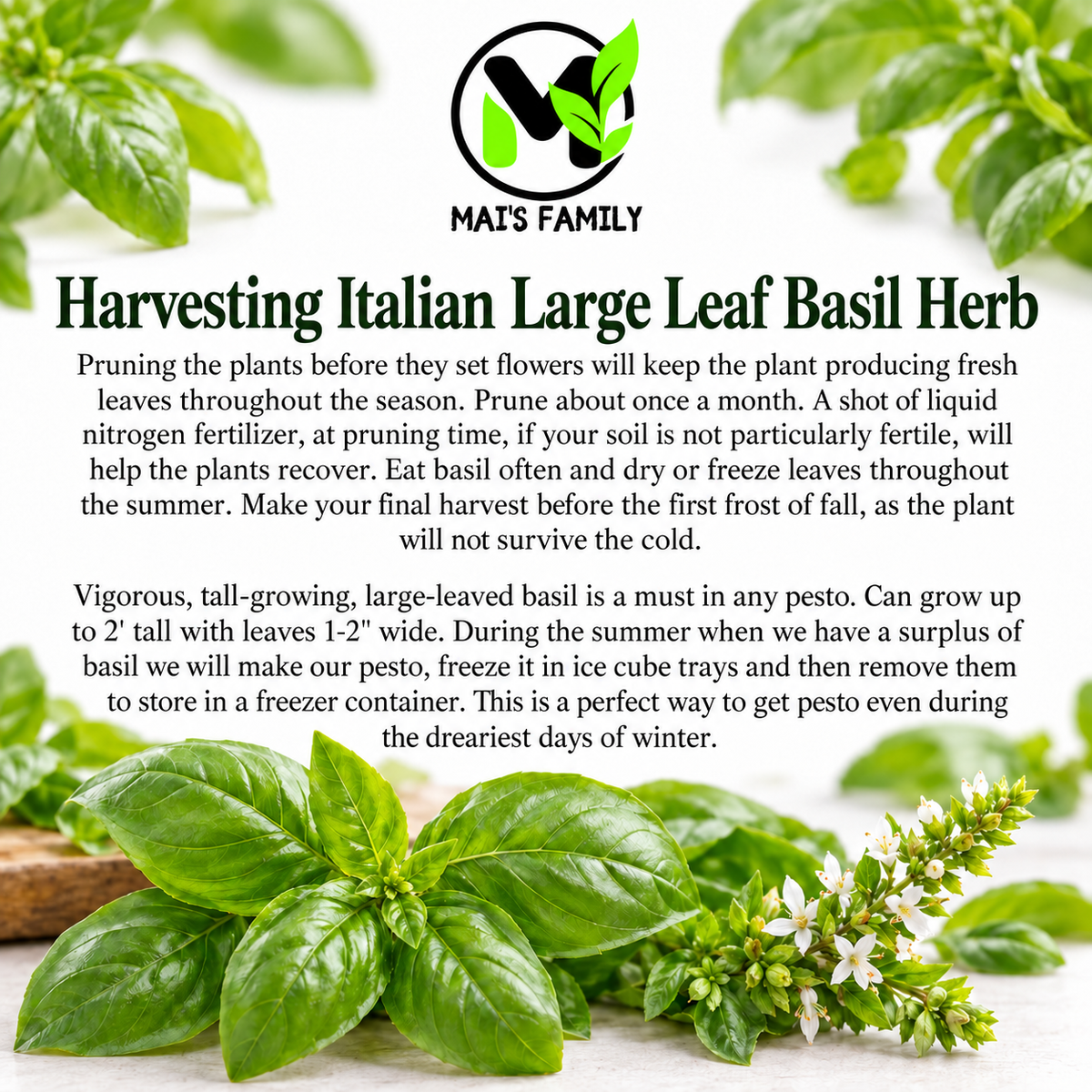 Italian Large Leaf Basil Seeds – Heirloom Non-GMO