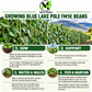 Blue Lake Pole FM1K Bean Seeds – Heirloom Non-GMO Pole Snap Beans