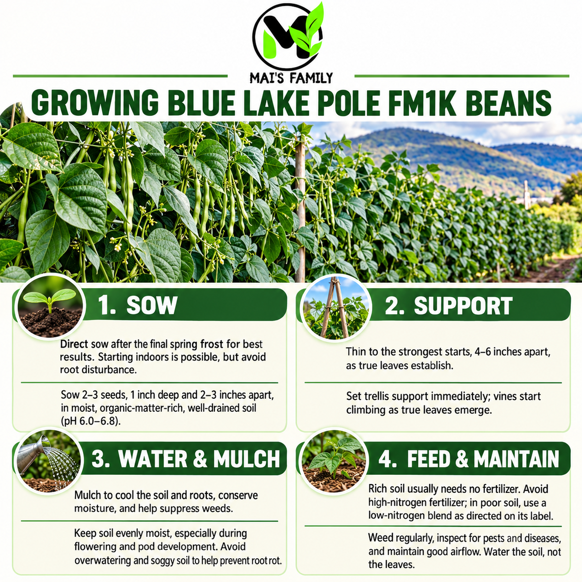 Blue Lake Pole FM1K Bean Seeds – Heirloom Non-GMO Pole Snap Beans