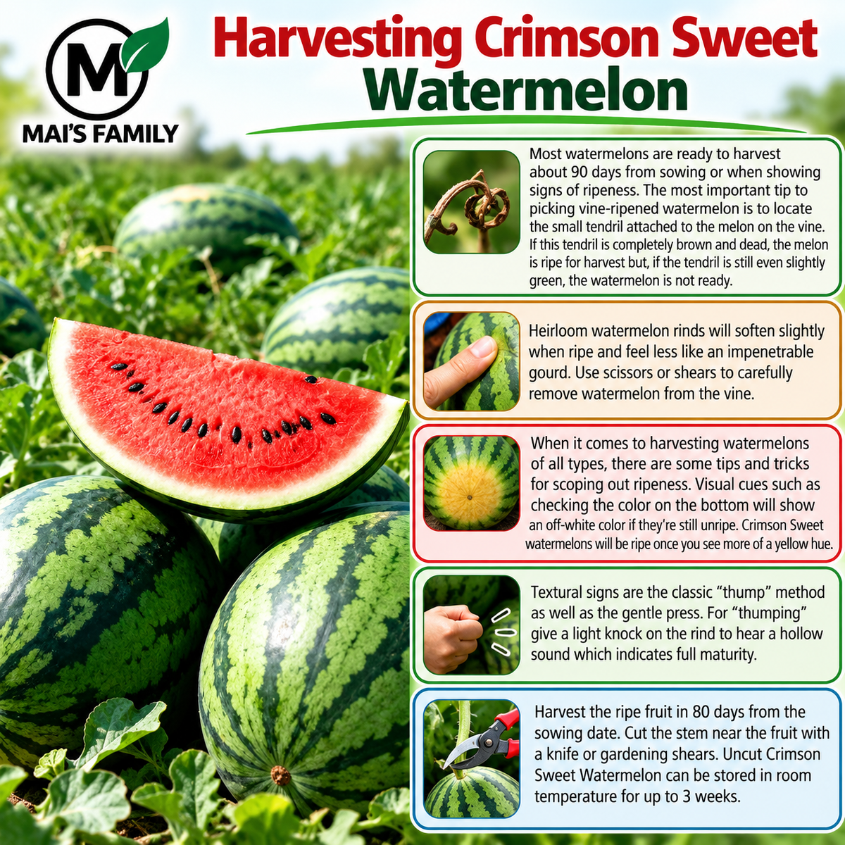 Crimson Sweet Watermelon Seeds – Heirloom Non-GMO AAS Winner