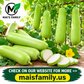 Long Bottle Gourd F1 Seeds – Non-GMO Calabash Opo Squash