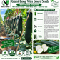 Giant Long Wax Gourd Seeds – Long Black-Skin Winter Melon