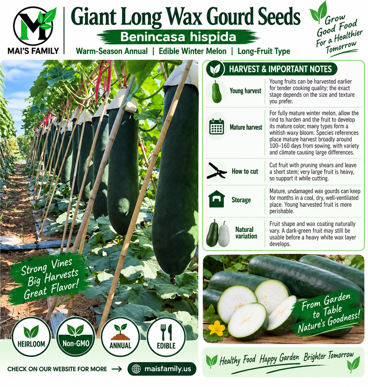 Giant Long Wax Gourd Seeds – Long Black-Skin Winter Melon