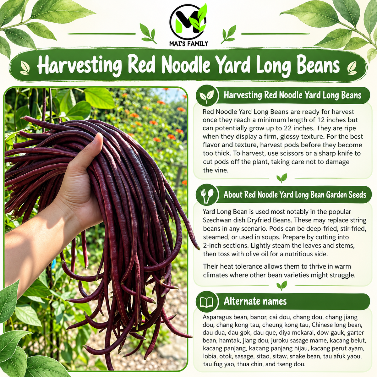 Red Noodle Yard Long Bean Seeds – Heirloom Non-GMO Pole Bean