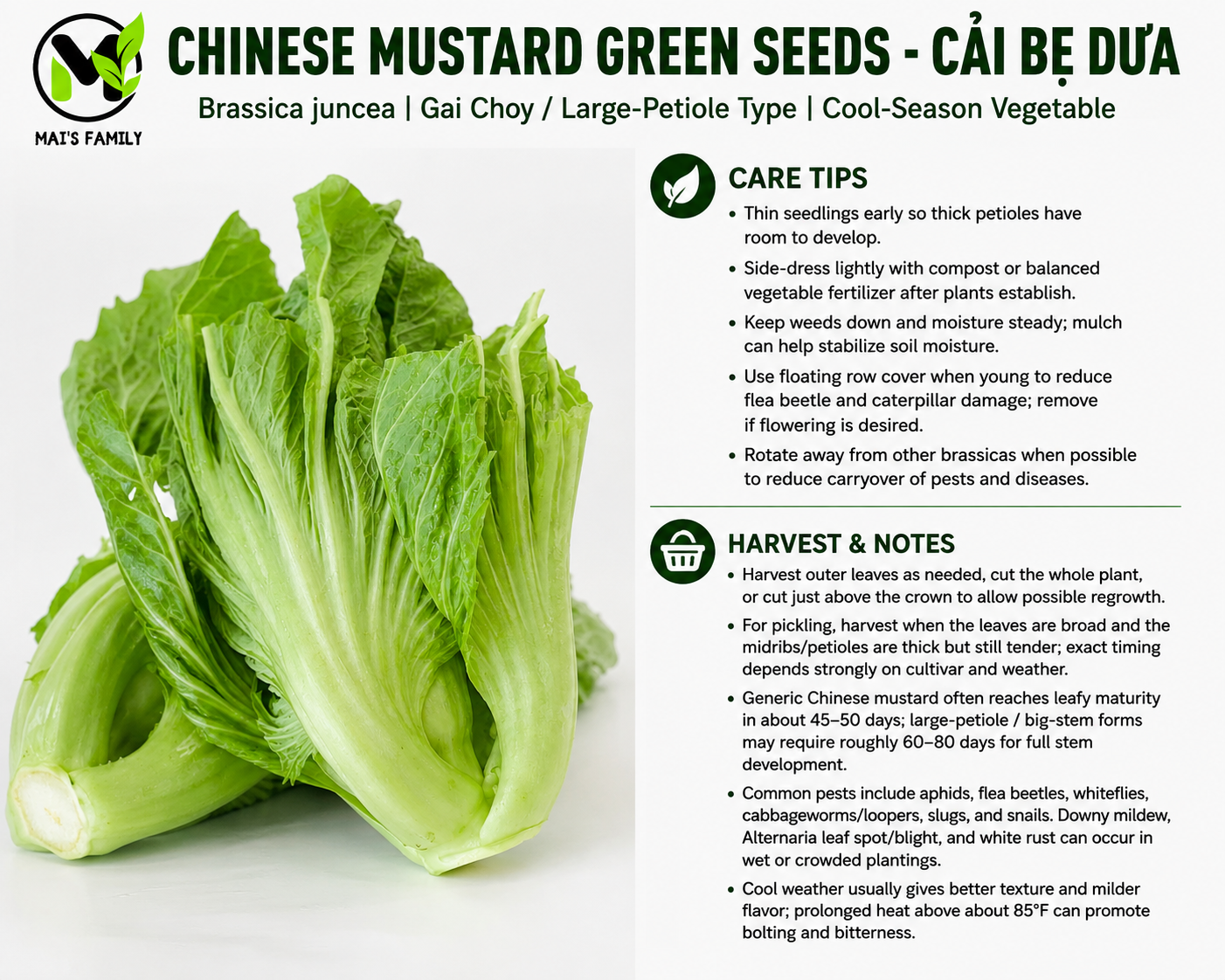 Chinese Mustard Green Seeds – Cải Bẹ Dưa | Gai Choy | Brassica juncea