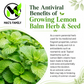 Lemon Balm Seeds – Melissa officinalis Heirloom Non-GMO Perennial Herb