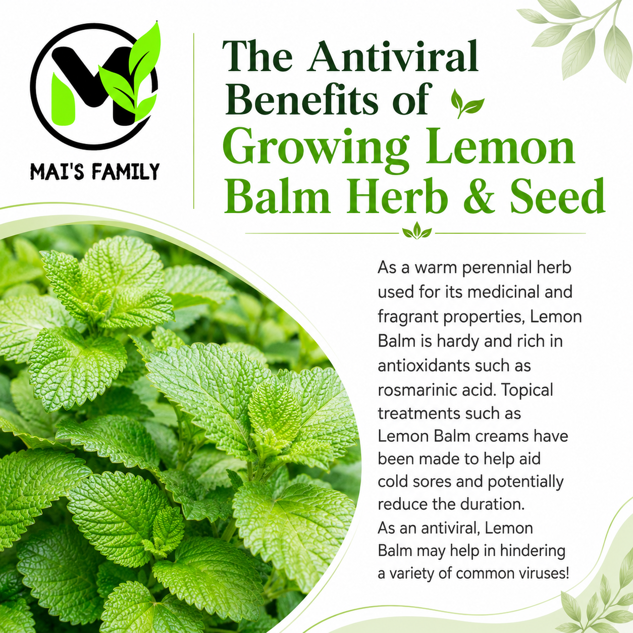 Lemon Balm Seeds – Melissa officinalis Heirloom Non-GMO Perennial Herb