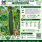 Giant Long Wax Gourd Seeds – Long Black-Skin Winter Melon