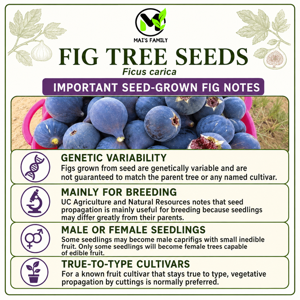 Ficus carica Seeds – Common Fig Deciduous Fruit Tree
