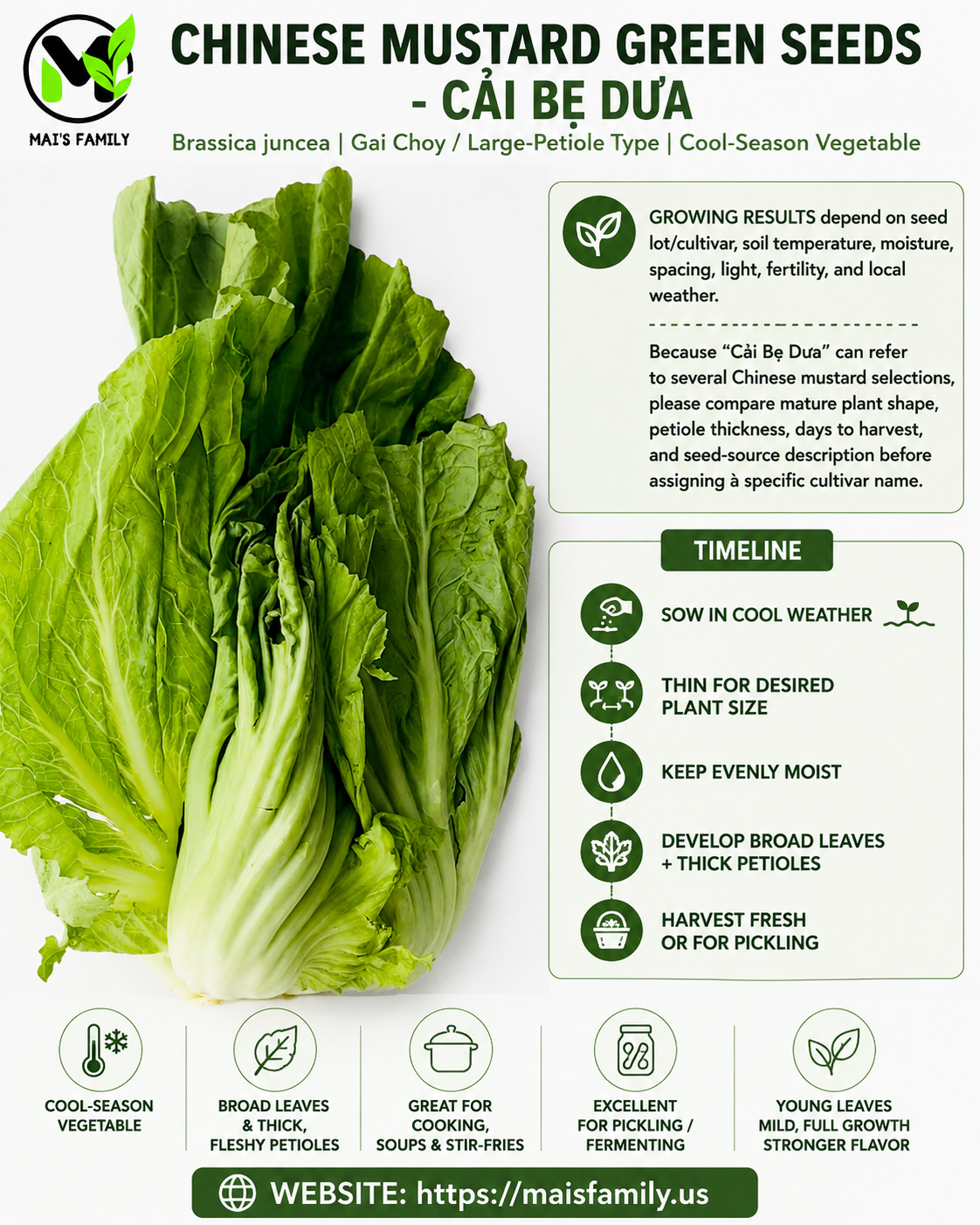 Chinese Mustard Green Seeds – Cải Bẹ Dưa | Gai Choy | Brassica juncea