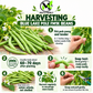 Blue Lake Pole FM1K Bean Seeds – Heirloom Non-GMO Pole Snap Beans