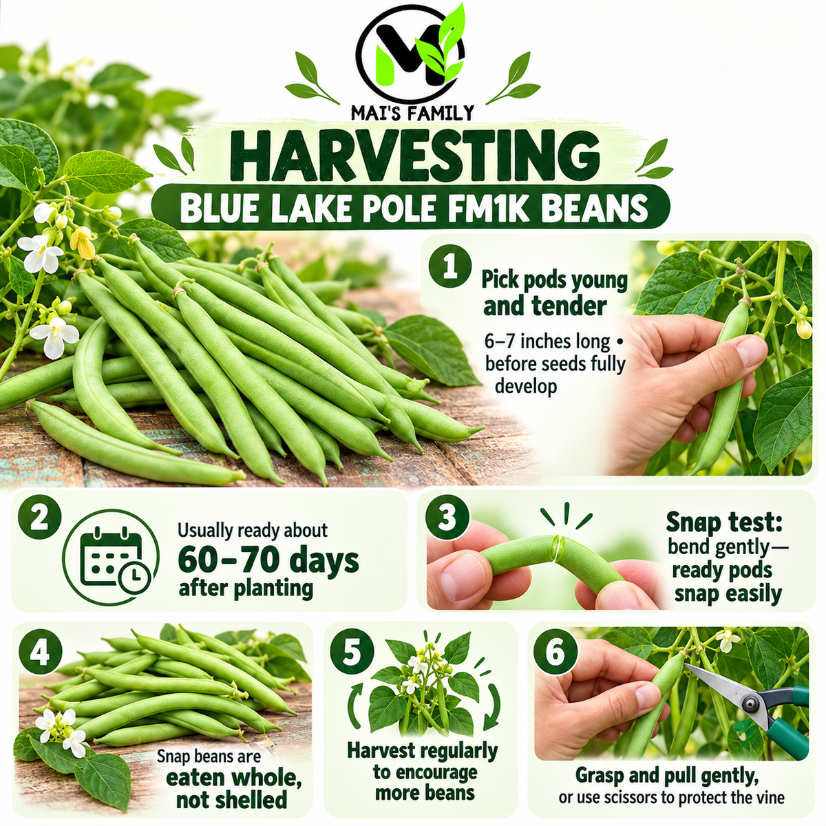 Blue Lake Pole FM1K Bean Seeds – Heirloom Non-GMO Pole Snap Beans