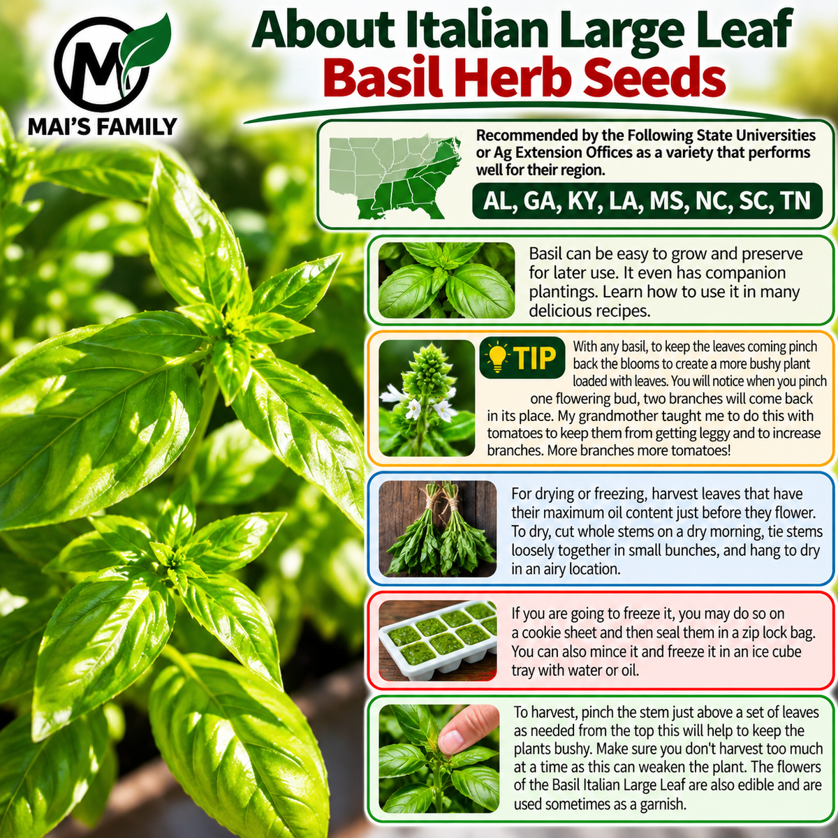 Italian Large Leaf Basil Seeds – Heirloom Non-GMO