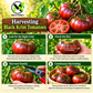 Black Krim Tomato Seeds – Heirloom Non-GMO Dark Slicing Tomato