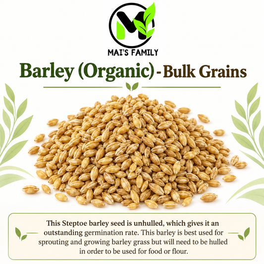 Organic Steptoe Barley – Unhulled Bulk Grain Seeds