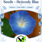 Heavenly Blue Morning Glory Seeds – Non-GMO Annual Climbing Vine