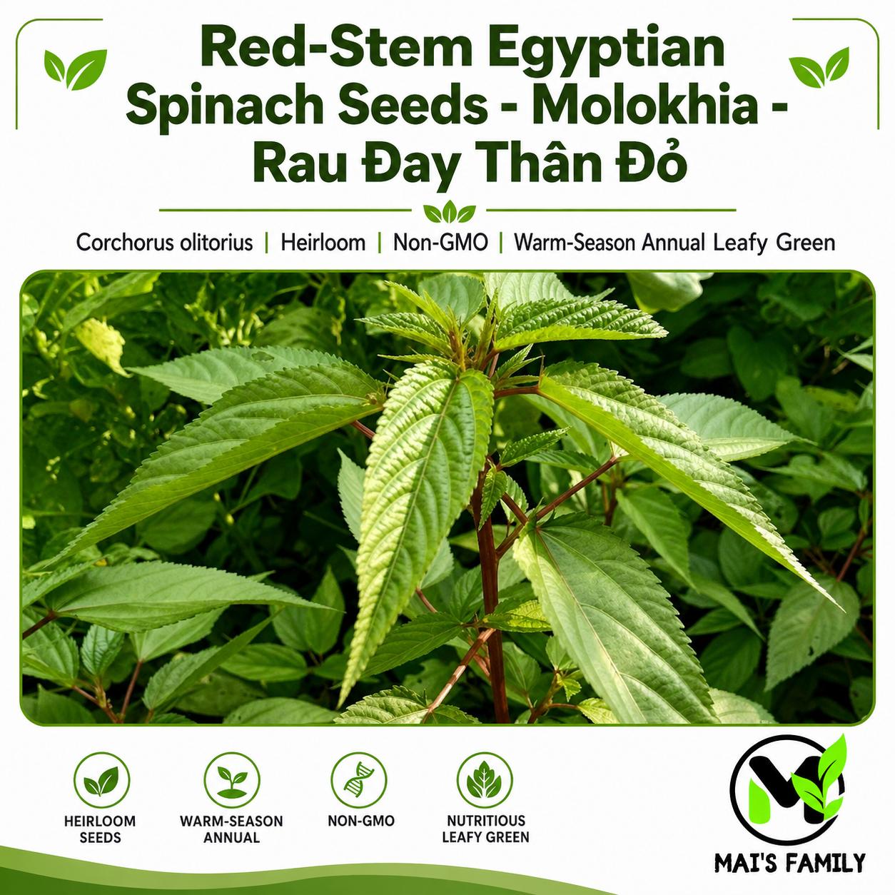 Red-Stem Molokhia Seeds – Egyptian Spinach – Rau Đay Thân Đỏ