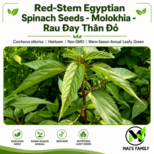 Red-Stem Molokhia Seeds – Egyptian Spinach – Rau Đay Thân Đỏ