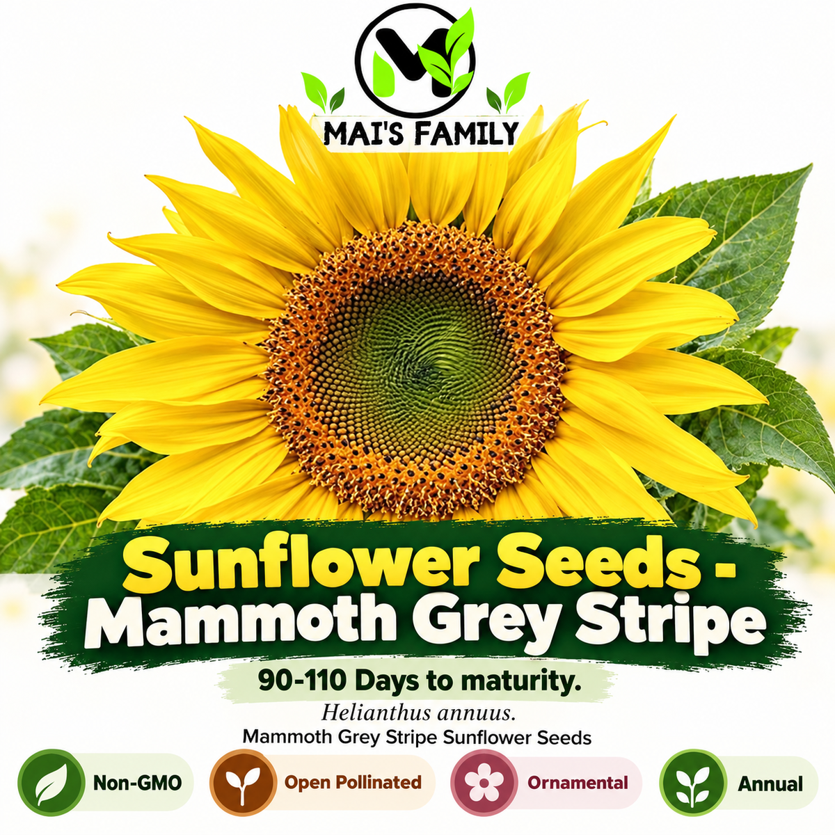 Mammoth Grey Stripe Sunflower Seeds – Giant Yellow Annual