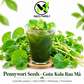 Pennywort Seeds Big Leaf - Gotu Kola Rau Má Lá Bự | Heirloom Non-GMO Perennial Herb