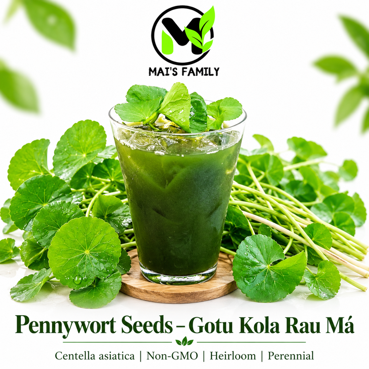 Pennywort Seeds Big Leaf - Gotu Kola Rau Má Lá Bự | Heirloom Non-GMO Perennial Herb