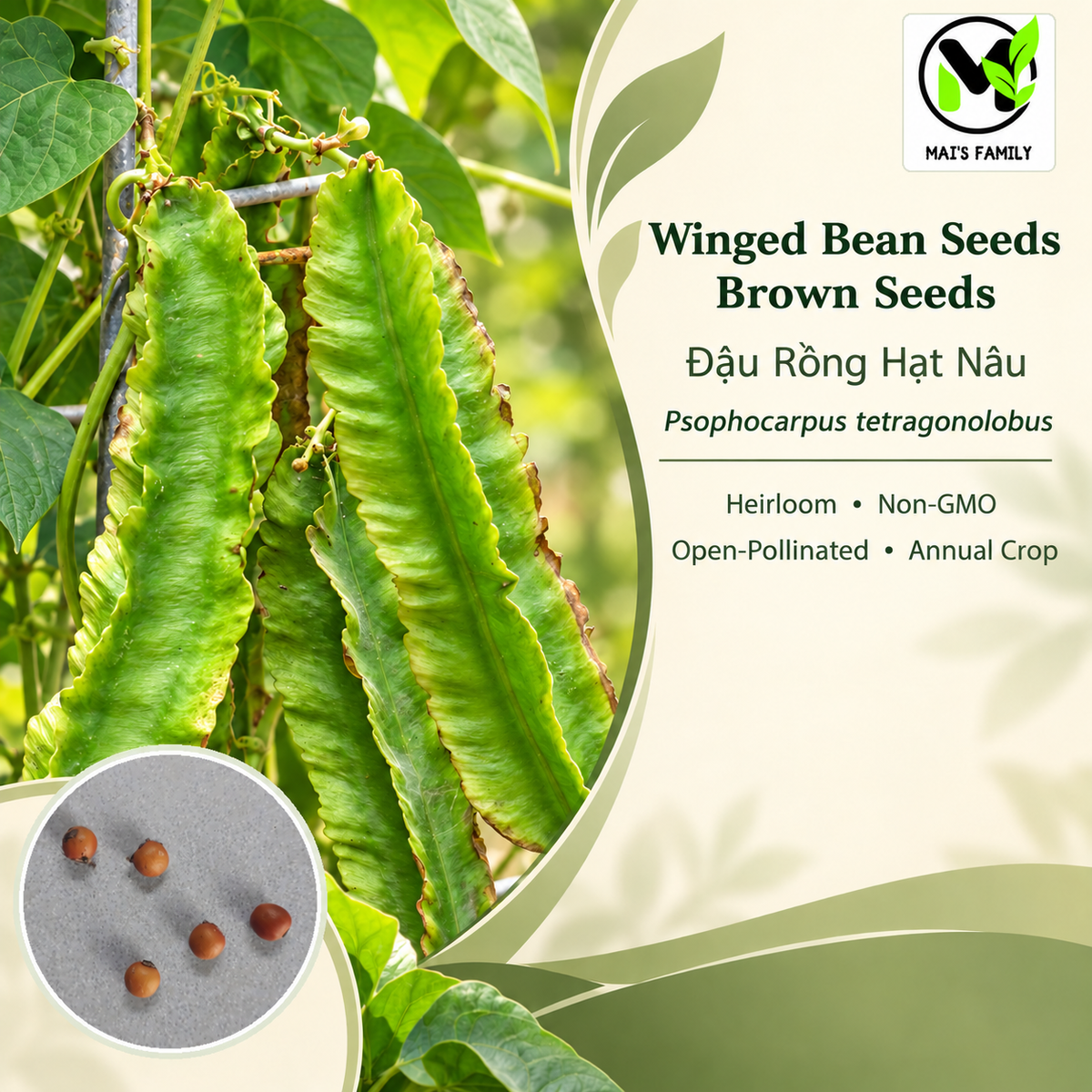 Winged Bean - Brown Seeds | Heirloom Non-GMO Asian Pole Bean