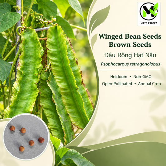 Winged Bean - Brown Seeds | Heirloom Non-GMO Asian Pole Bean