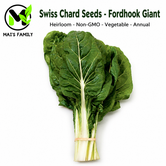 Swiss Chard- Fordhook Giant-Heirloom- Non GMO