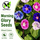 Morning Glory Seeds – Mixed Colors, Non-GMO