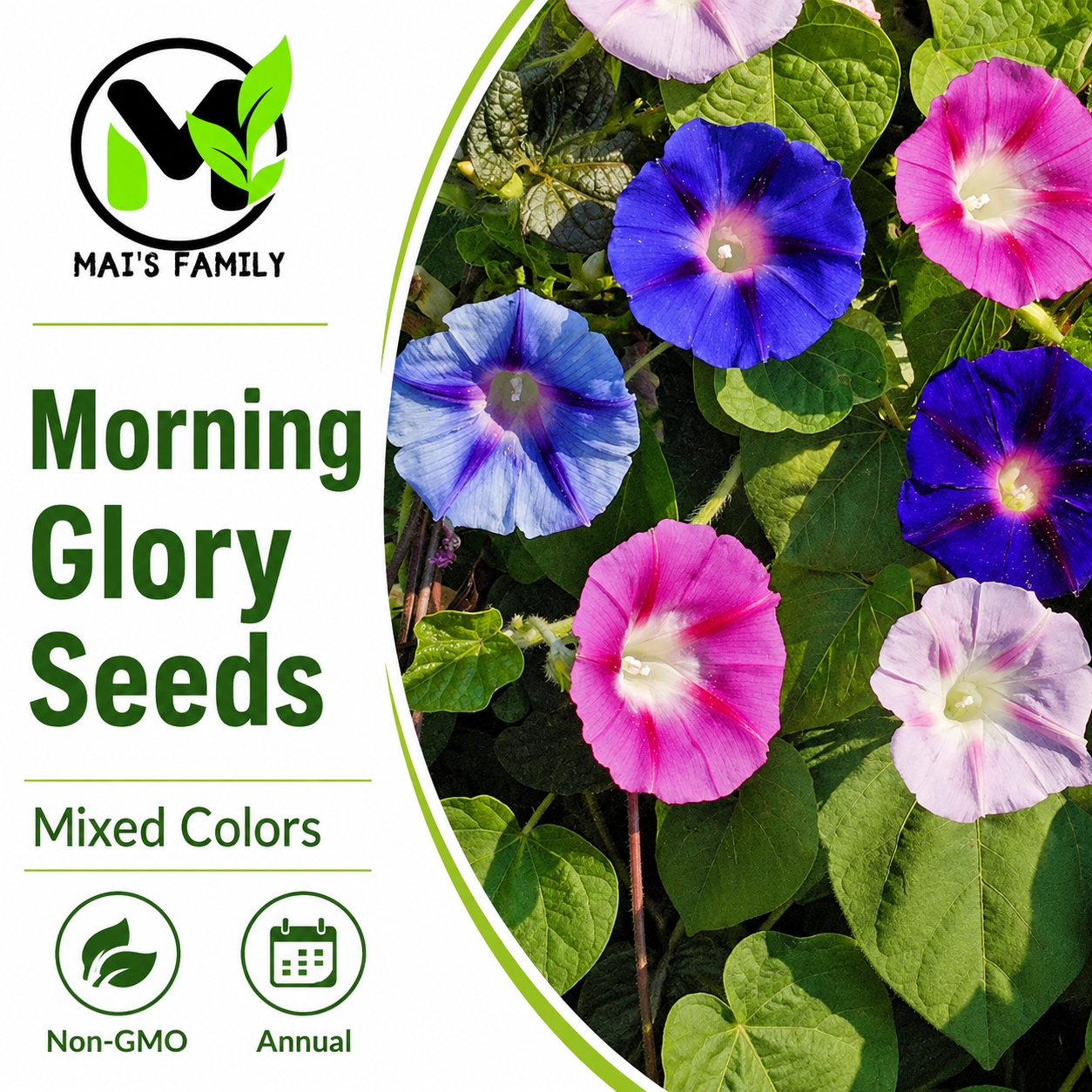 Morning Glory Seeds – Mixed Colors, Non-GMO