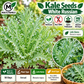 White Russian Kale Seeds – Non-GMO Open-Pollinated