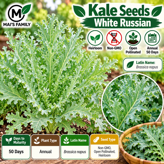White Russian Kale Seeds – Non-GMO Open-Pollinated
