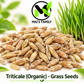 Organic Triticale Grass Seeds – Non-GMO Annual Cereal Grass