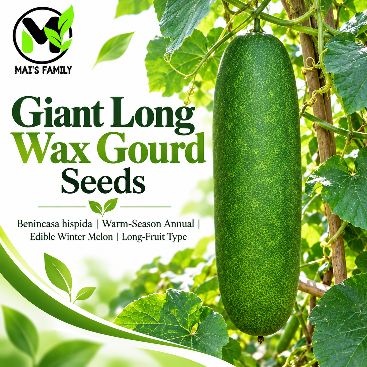 Giant Long Wax Gourd Seeds – Long Black-Skin Winter Melon