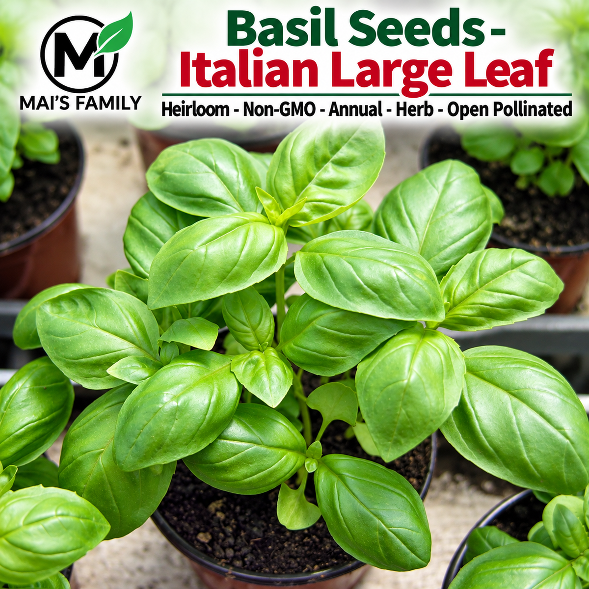 Italian Large Leaf Basil Seeds – Heirloom Non-GMO
