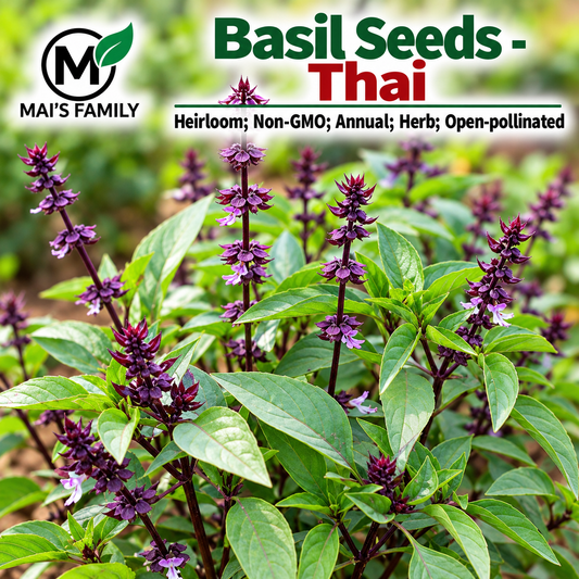 Thai Basil Seeds - Húng Quế, Heirloom Non-GMO Open-Pollinated