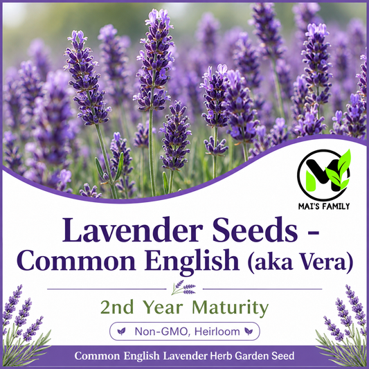 Common English Lavender Seeds – Vera | Heirloom, Non-GMO
