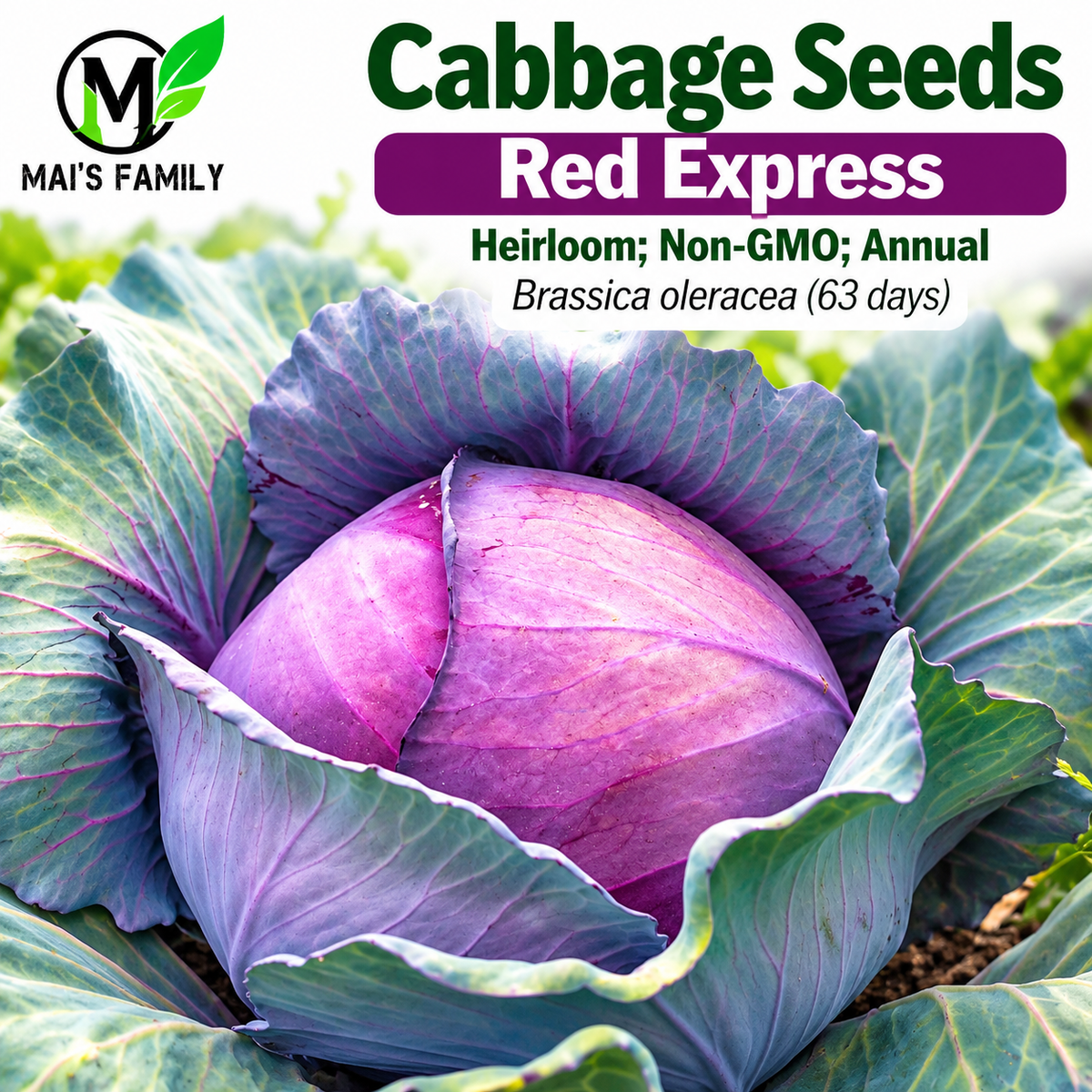 Red Express Cabbage Seeds – Heirloom Non-GMO Open-Pollinated
