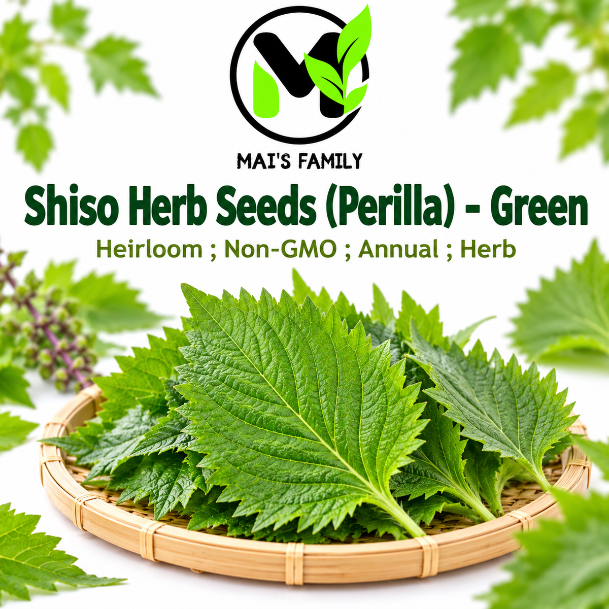 Green Shiso Perilla Seeds – Heirloom Non-GMO Culinary Herb