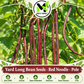 Red Noodle Yard Long Bean Seeds – Heirloom Non-GMO Pole Bean