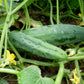 Marketmore 76 Cucumber Seeds | NON-GMO | Heirloom