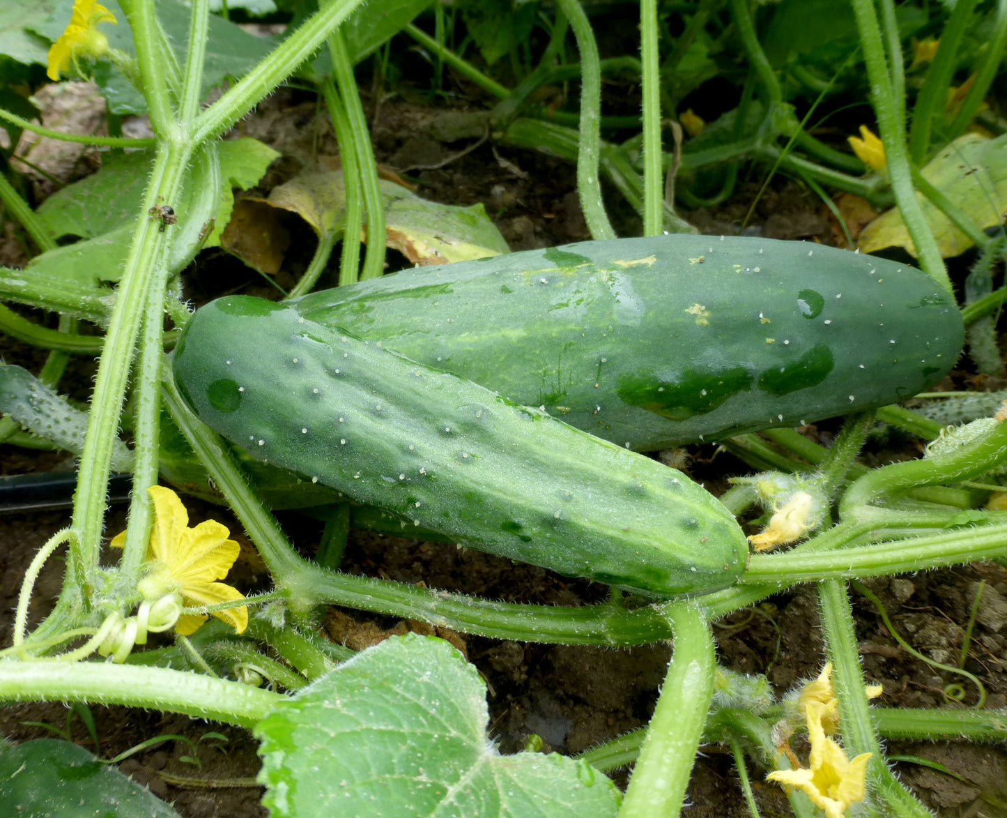 Marketmore 76 Cucumber Seeds | NON-GMO | Heirloom