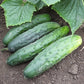 Marketmore 76 Cucumber Seeds | NON-GMO | Heirloom