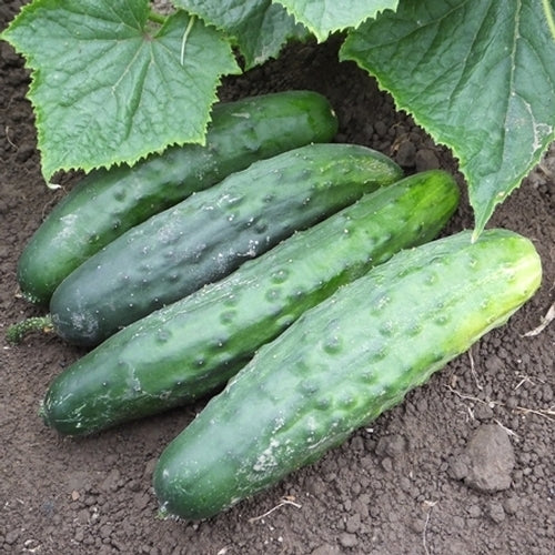 Marketmore 76 Cucumber Seeds | NON-GMO | Heirloom