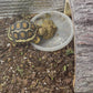 Tortoise Diet (4oz - 4 lbs). Sealed from Bulk- Sulcata,Leopard,and more..