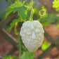 White Apple Bitter Melon Seeds (Momordica charantia) F1 HYBRID