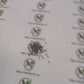 Molokhia - Egyptian Spinach Seeds (Rau Day) HeirloomNon-GMO