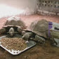 Tortoise Diet LS (4oz - 4 lbs). Sealed from Bulk- Aldabra, African spurred/sulcate tortoise, desert tortoise, Egyptian tortoise, Galapagos, gopher, Greek, leopard, pancake, radiated or Russian tortoises.