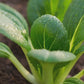 Dwarf White Pak Choy Seeds | Baby Bok Choy | Heirloom Non-GMO | Brassica rapa